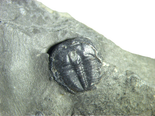 Cambrian elrathia kingi - cambrian,