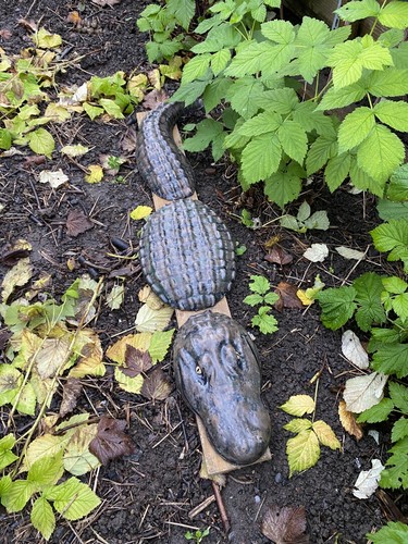 Crocodile alligator large - 🐊,
