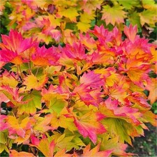 Acer Shirasawanum Moonrise