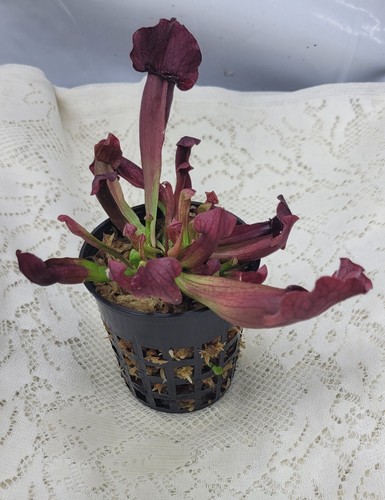 Sarracenia catesbaei pitcher - catesbaei,