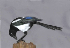 Original coloured pencil