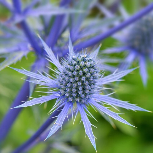 Eryngium planum pot - planum, 1l
