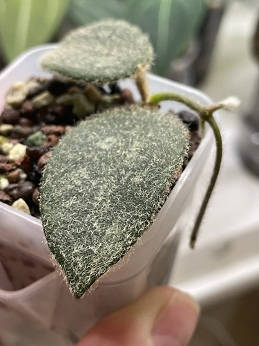 Hoya thomsonii lightly - lightly, rooted