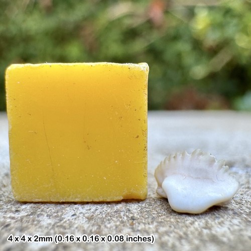 Nurse shark fossil tooth - shark, –