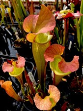 Sarracenia mitchelliana white - mitchelliana,