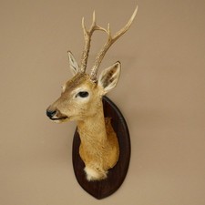 Siberian Roe Deer Head