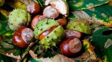 100 Large Conkers