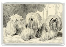 LHASA APSO DOGS LOVELY DOG ART