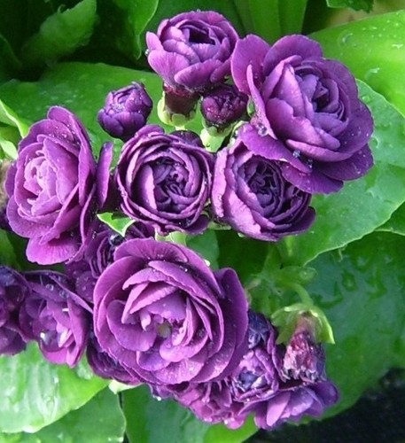 Primula auricula fred booley - auricula,