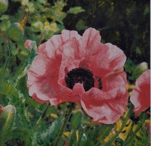 Pink poppy flower square - poppy,,