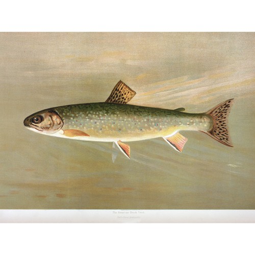 Petrie north american fishes - petrie,