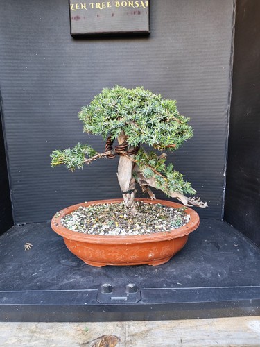 Tanuki needle juniper - needle,