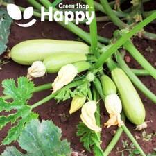 VEGETABLE SEEDS COURGETTE ZUCCHINI BOLOGNESE - 15 seeds - HEIRLOOM