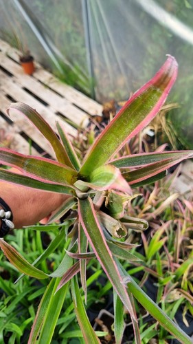 Bilbergia nutans variegata - bilbergia,
