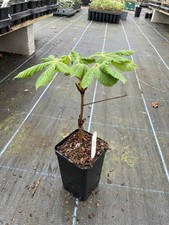 Horse Chestnut Tree Sapling