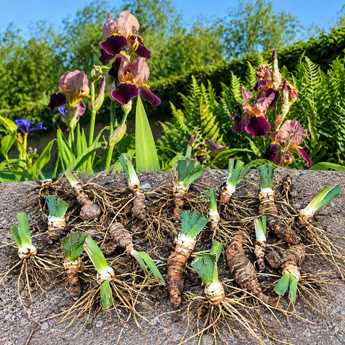 Bearded iris indian chief lot - bearded,