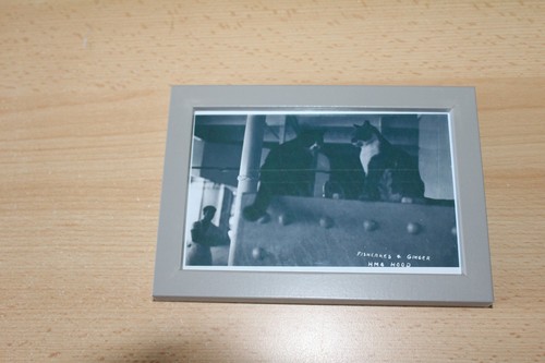Hood cat mascots framed - mascots,