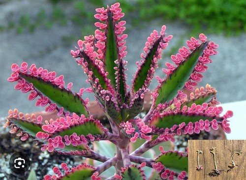 Kalanchoe daigremontiana pink - kalanchoe,