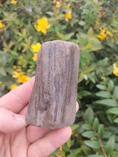  QUALITY WOOD FOSSIL AMMONITE WHITBY YORKSHIRE UK DINOSAUR