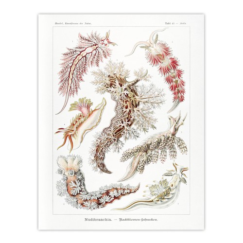Nudibranch sea slug molluscs - slug,