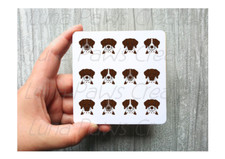 Braque Francais Pyrenean