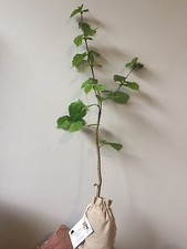 Truffle Tree (Hazel tree inoculated with the Black Summer or Burgundy Truffle)