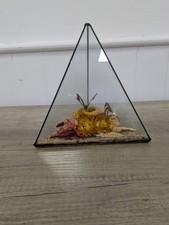 Vintage Butterfly Display In Pyramid Glass Case Entomology Decorative - Decor