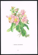 Vintage Pereskia Grandifolia Cactus Flower Botanical Art Print
