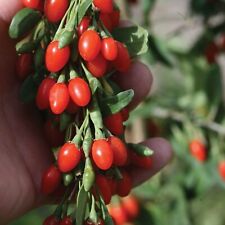 Goji Berry Plant in 9cm Pot - Lycium Hardy Fruit Bush for Outdoor Growing