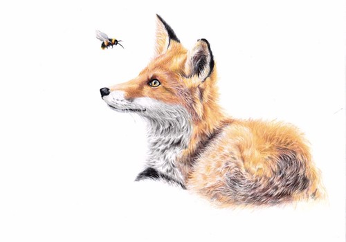 Fox cub bumblebee - cub,