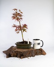 Japanese Maple Bonsai Tree Acer palmatum Informal Upright 15cm Pot Outdoor
