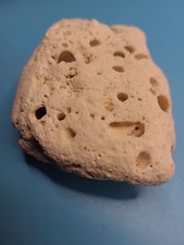 Coral Hag Stone Sea Fossil