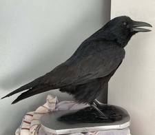 Taxidermy crow - taxidermy,