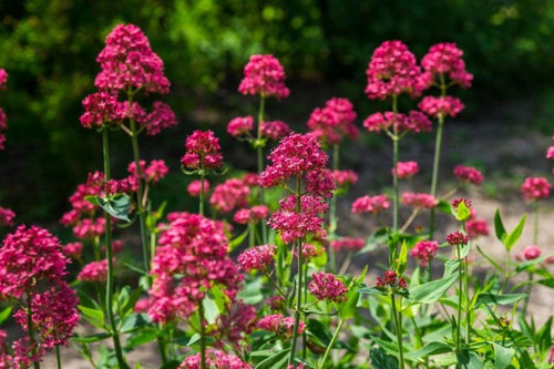 Centranthus ruber pretty - centranthus, betsy