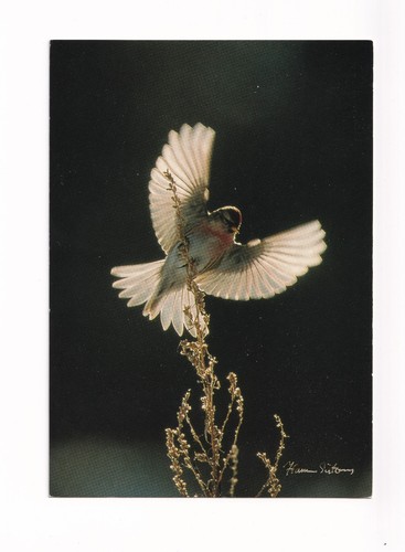 Post card redpoll hannu - redpoll, by
