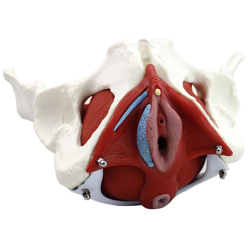 Women life size female pelvis - life,