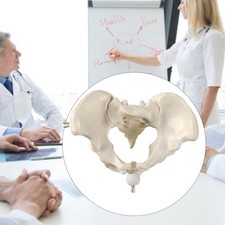 Female Pelvis Model