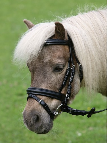 Complete english bridle for - bridle,