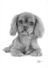 King Charles Spaniel puppy