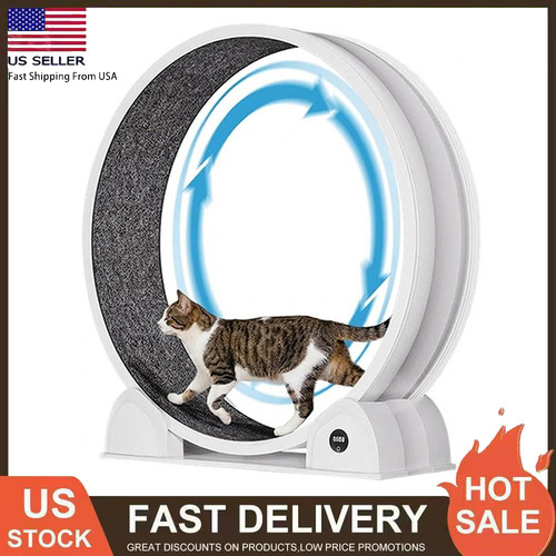 Indoor cat exercise - exercise, 45"