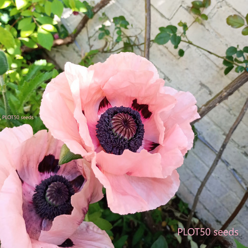 Pink oriental poppy fresh - oriental,