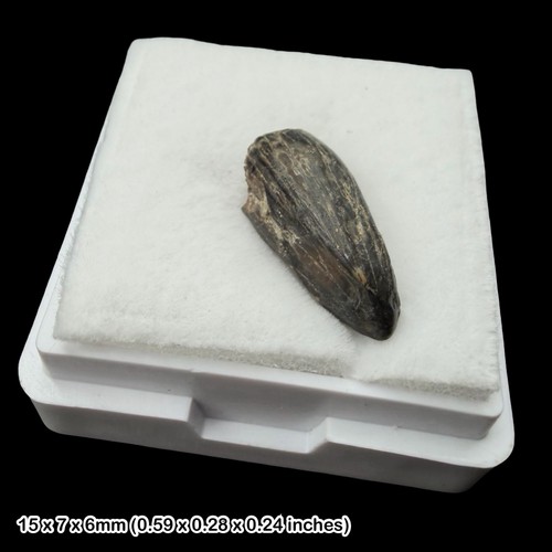 Rare crocodile teeth fossils - rare,