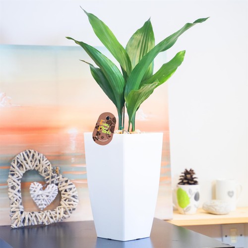 Large cast iron - cast, plant
