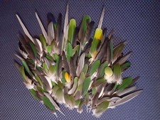 Parrot feathers. Clean, and naturally moulted for art and craft work.