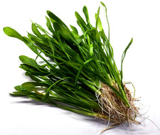 Sagittaria Subulata Carpeting