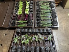 X54 Vegetable Mixed Plug