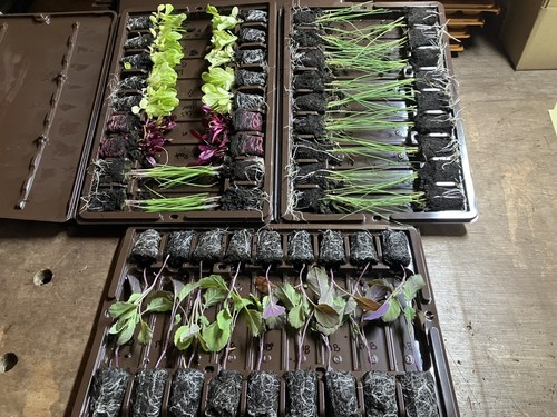 X54 vegetable mixed plug - x54,