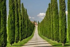 50 x Italian Cypress Tree