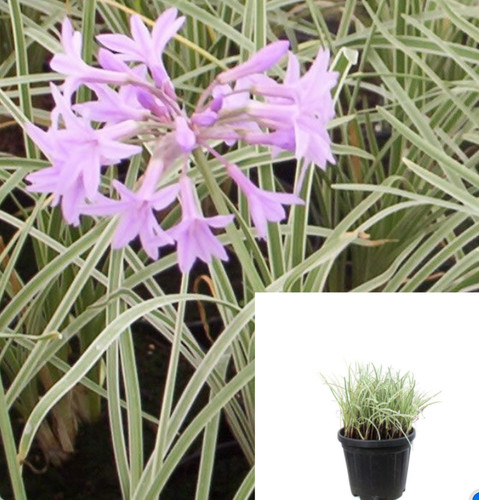 Tulbaghia violacea variegated - violacea,