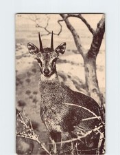 Postcard Klipspringer